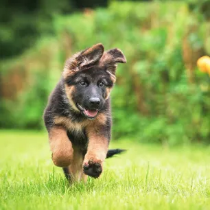 Training Healthy Puppies