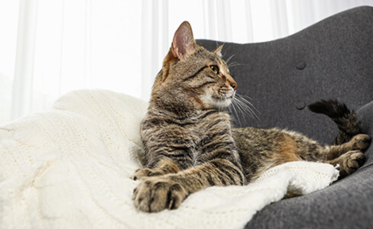 Cat_sterilize_benefit