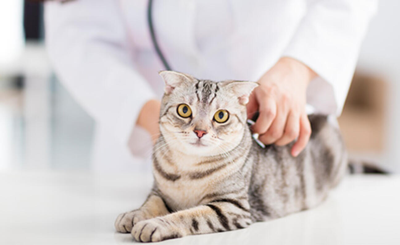 Cat_sterilize_consider
