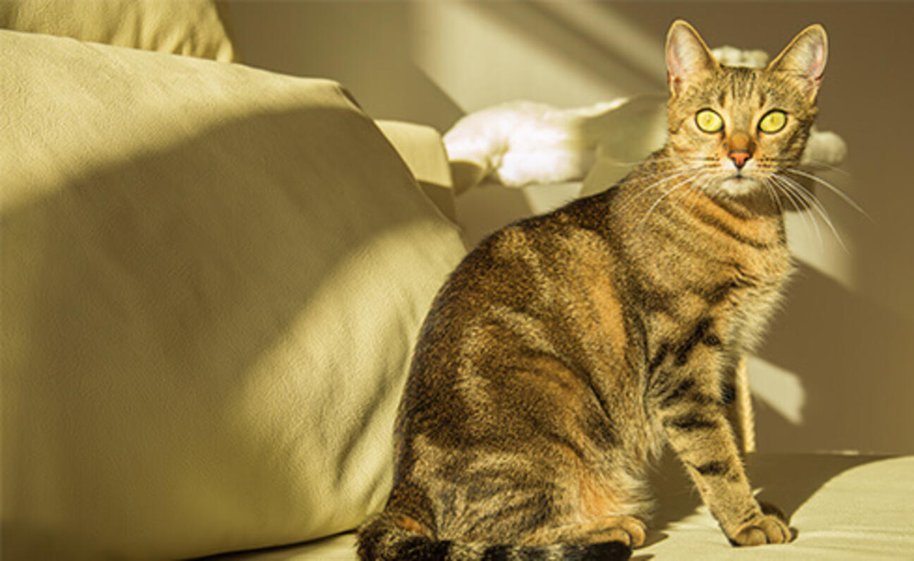 Cat_sterilize_period