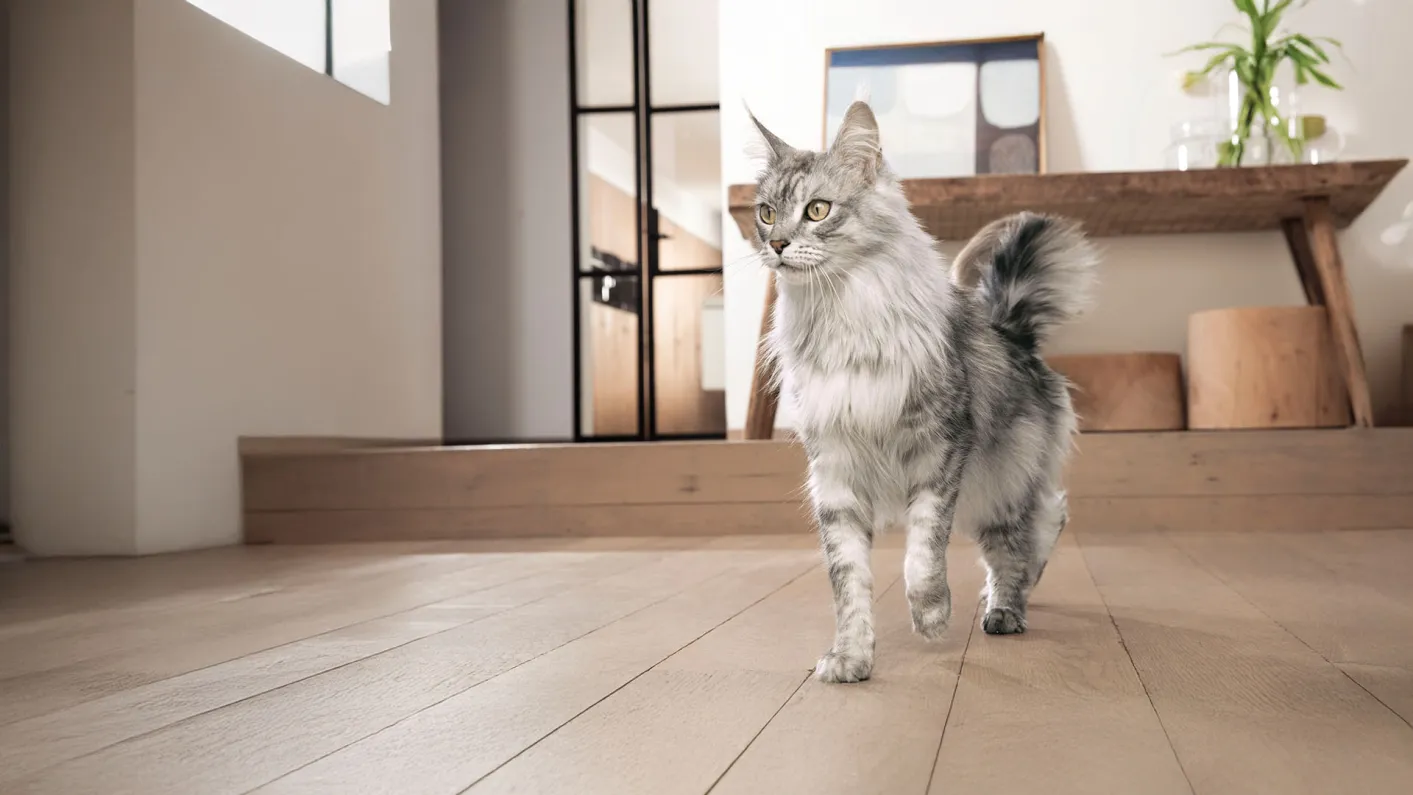 Purina one cat