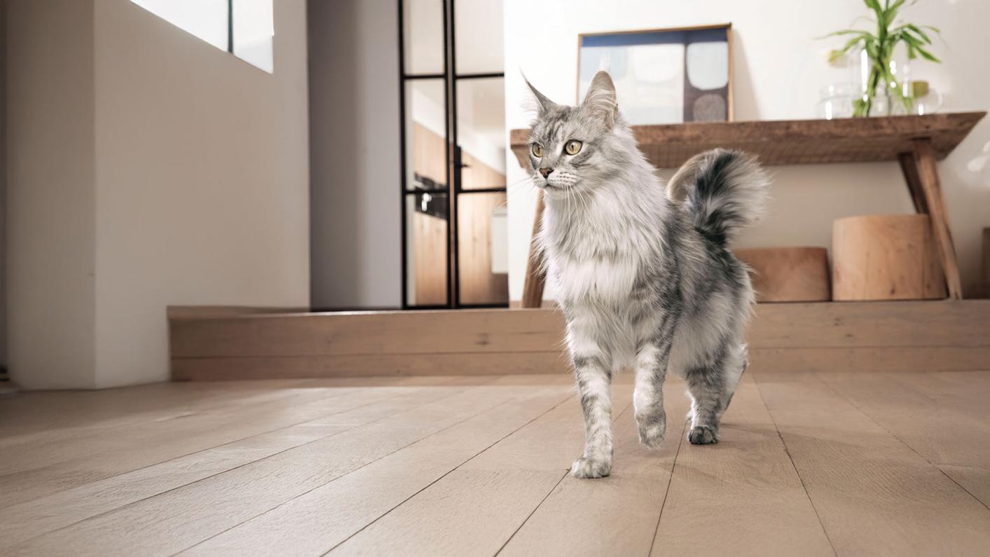 Purina one cat