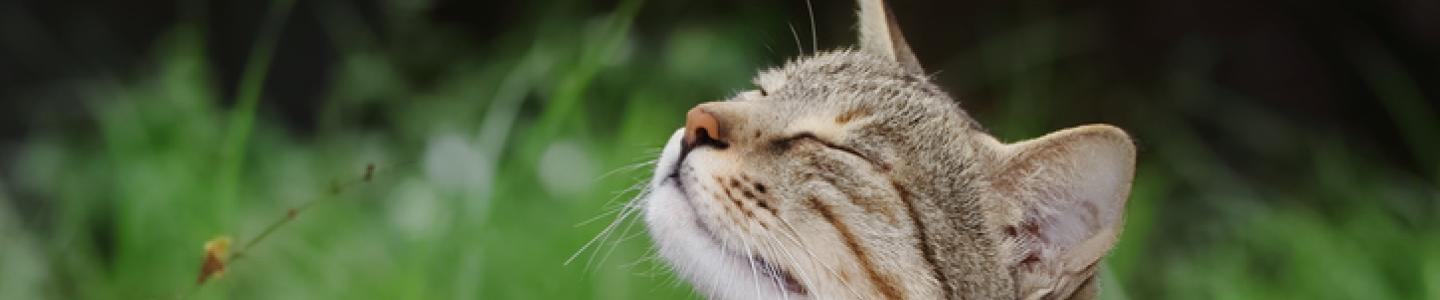Cat looking up in the air