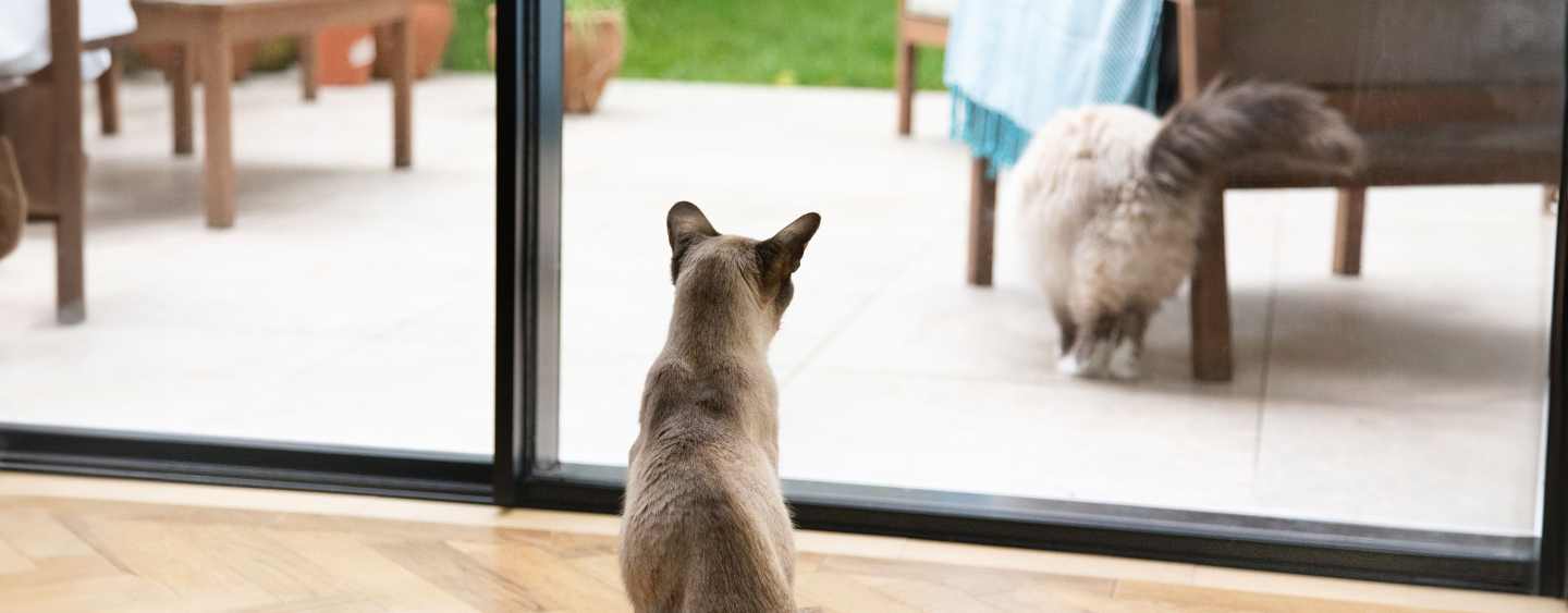 keeping-cats-and-dogs-happy-indoors