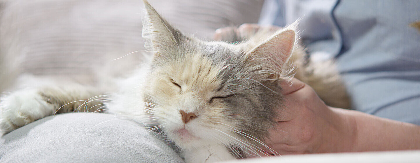 cats-pregnancy-tips