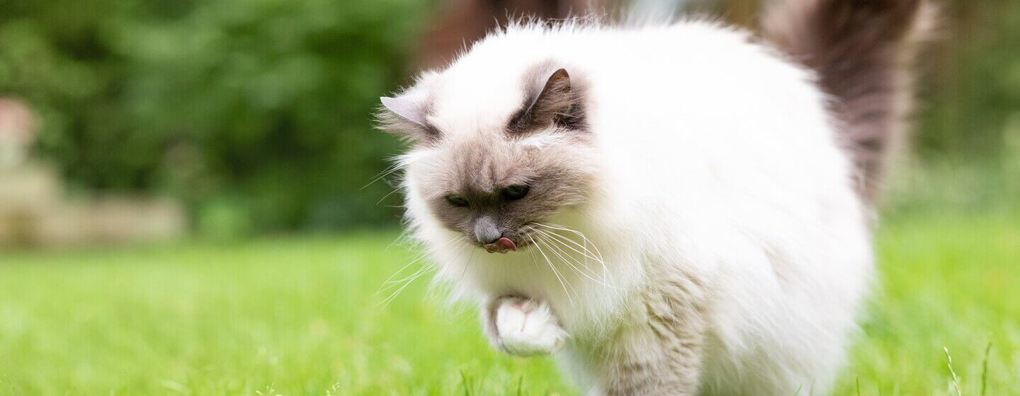 cat-hairballs
