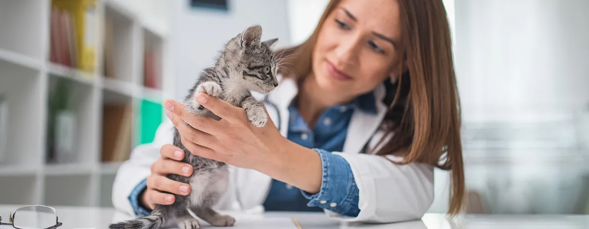 new-kitten-not-eating