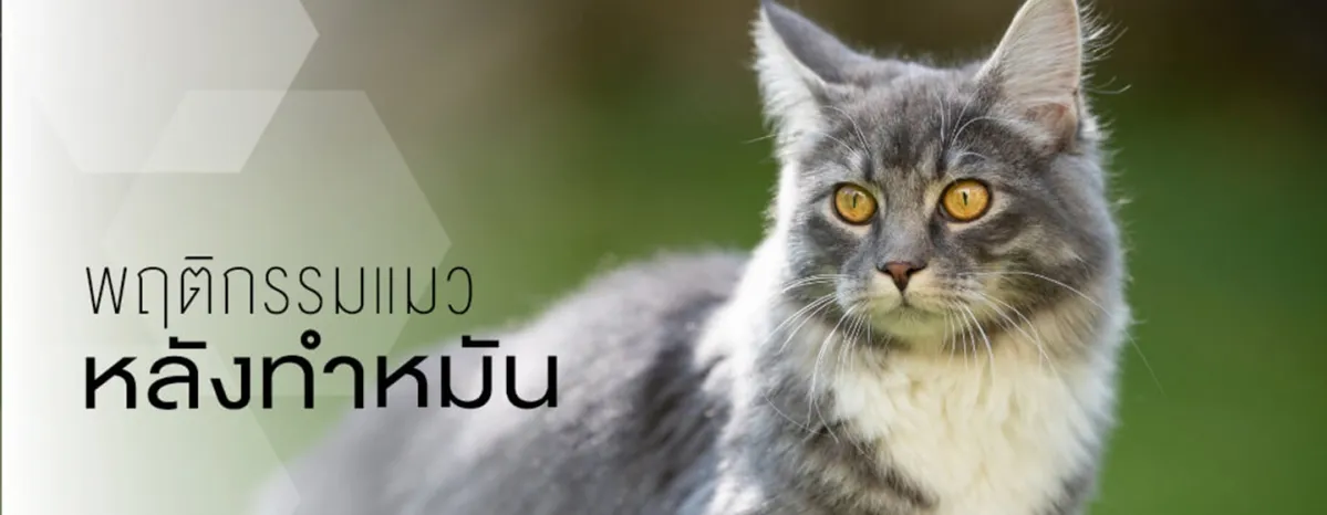 after-spayed