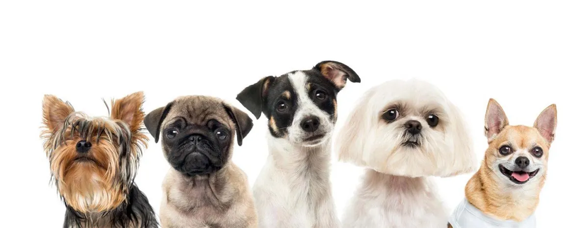 dogs-digestive-issues