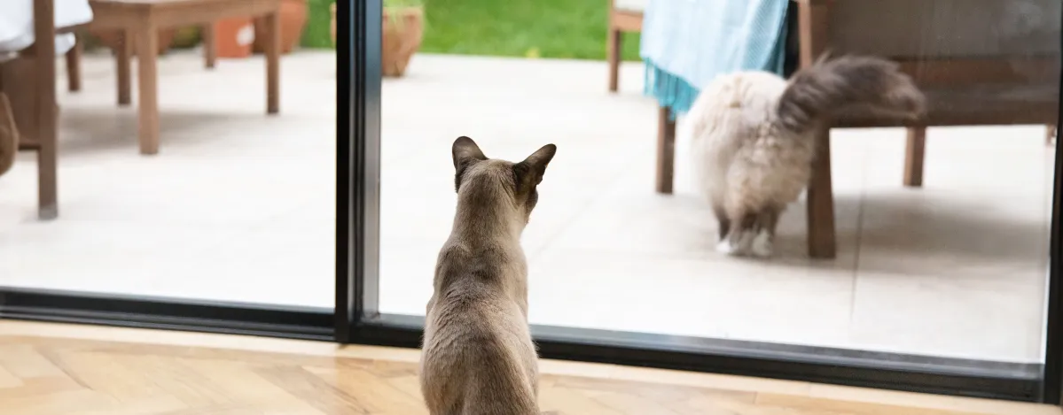 keeping-cats-and-dogs-happy-indoors
