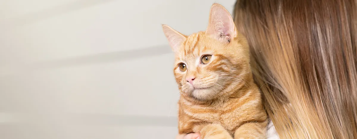 unusual-cat-illnesses