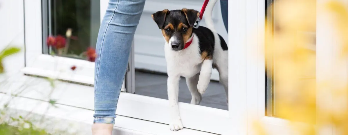 puppy-socialisation