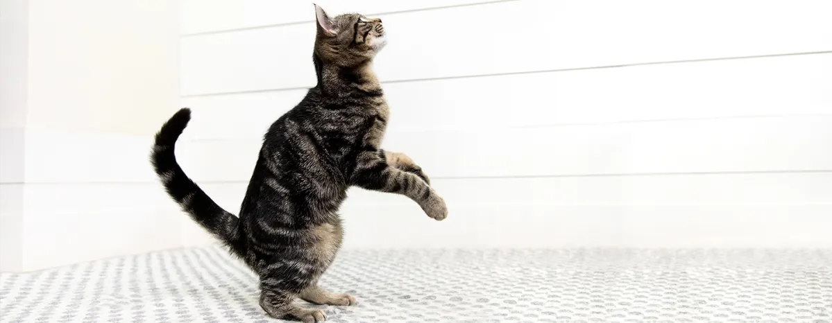 cats-snacks-and-treats