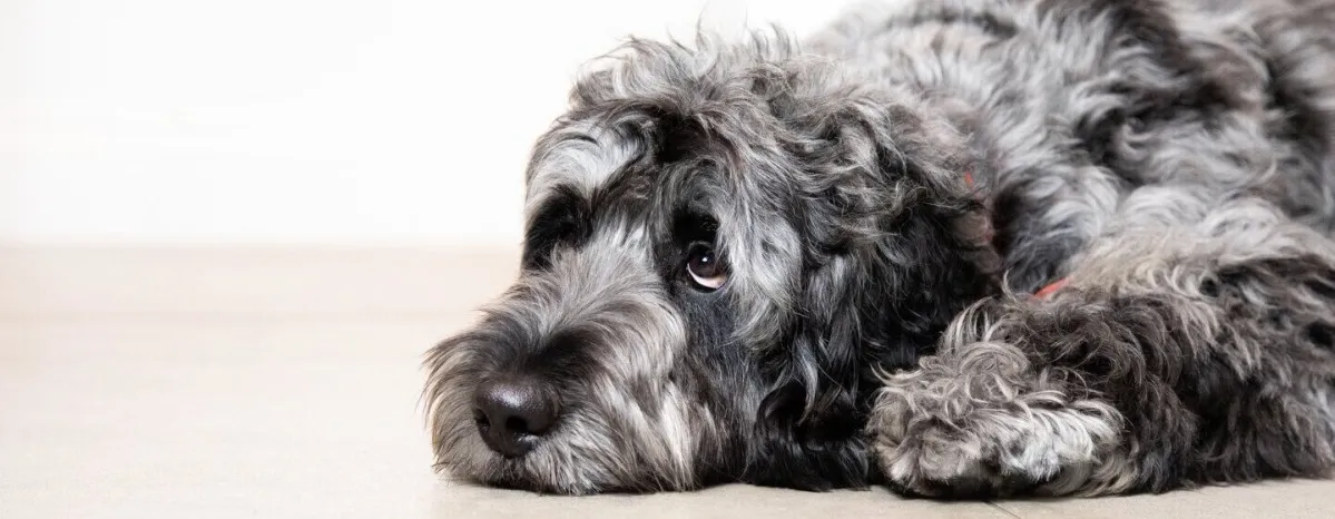 puppy-diarrhoea