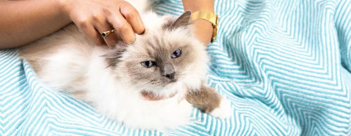 diabetes-in-cats