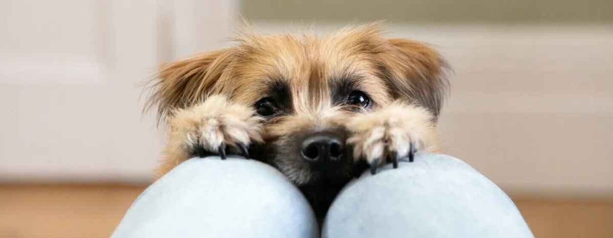 tiny-dog-breeds