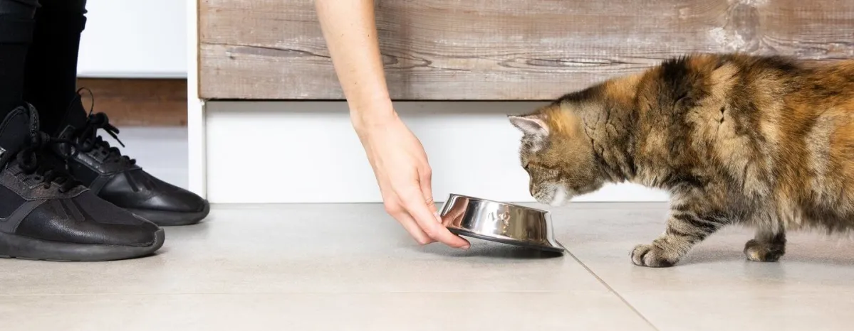 how-to-feed-a-fussy-cat