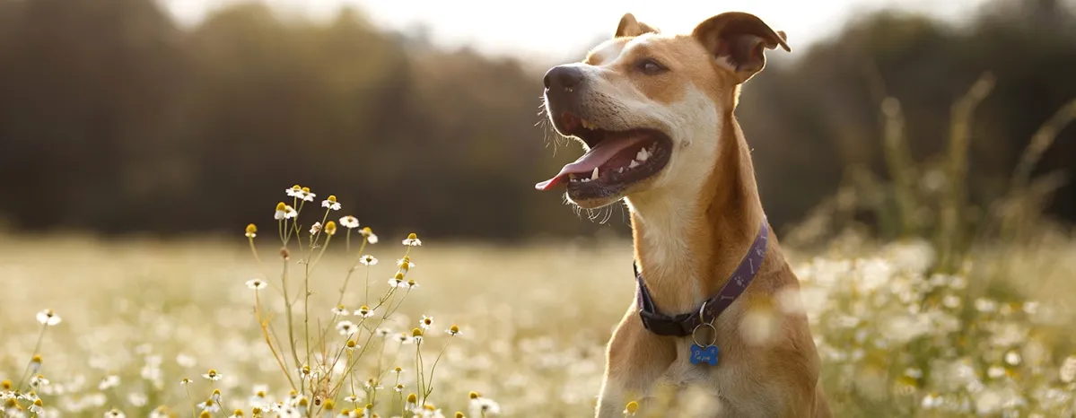 dog allergies