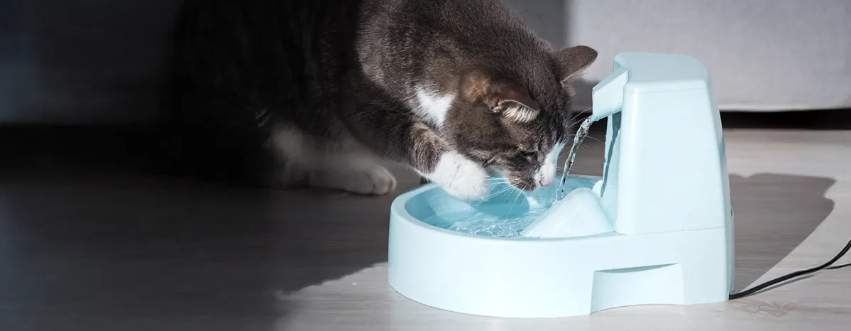 Cat Avoided Drinking Water