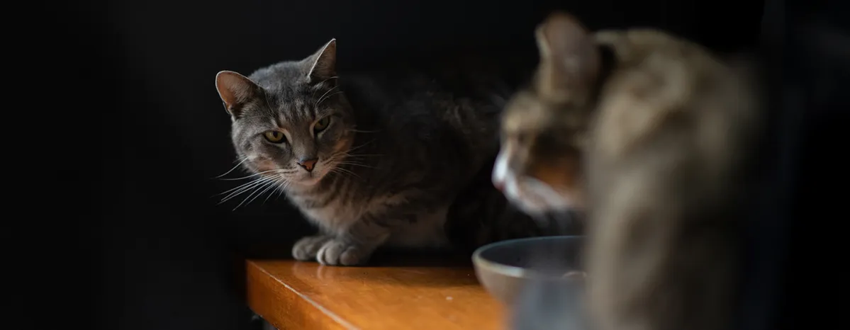 Cat Body Language Guidelines