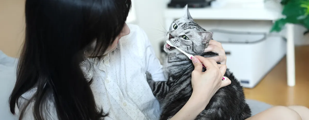 Cats Bad Breath