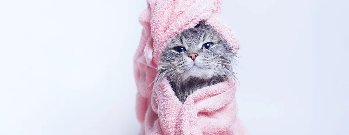Cats Baths