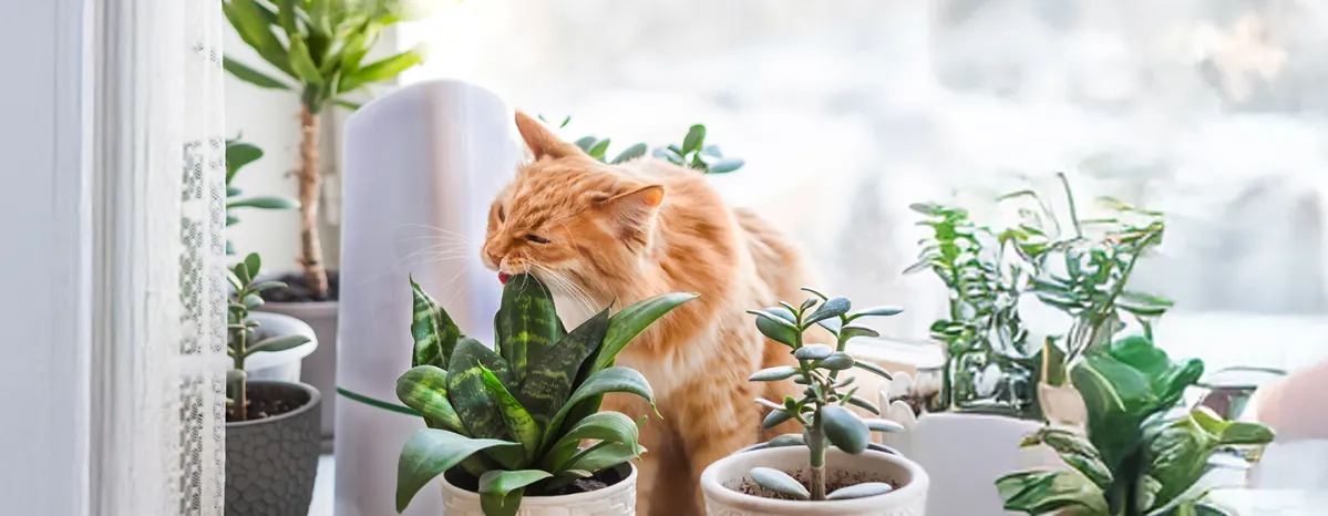 Cats Biting