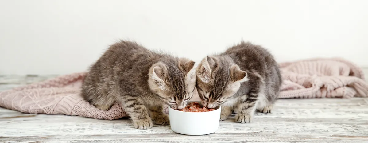Cats Food Tips