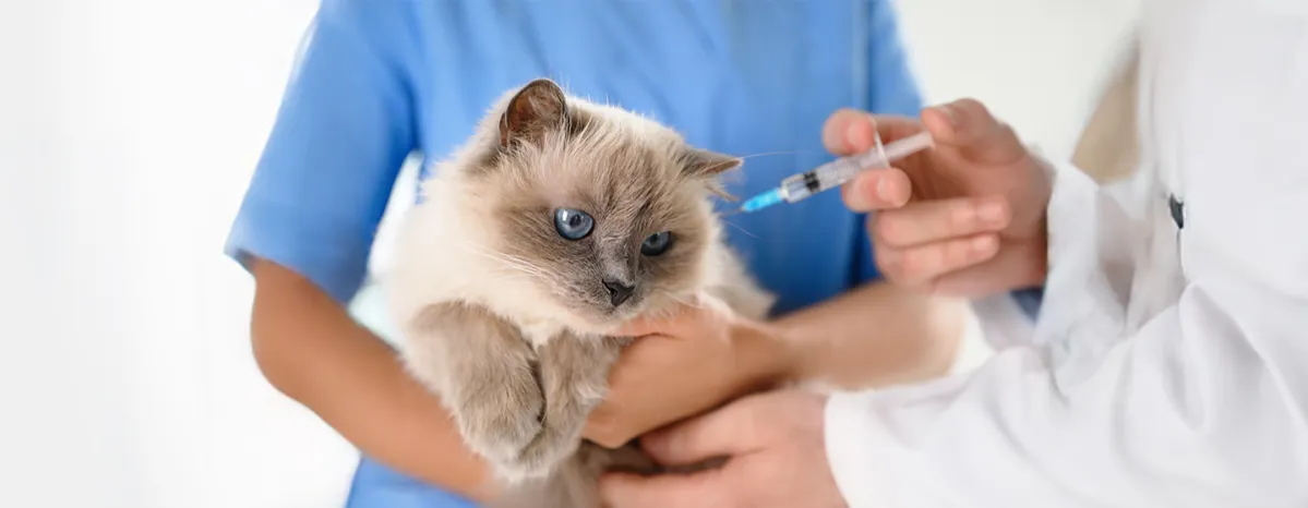 Cats Vaccination