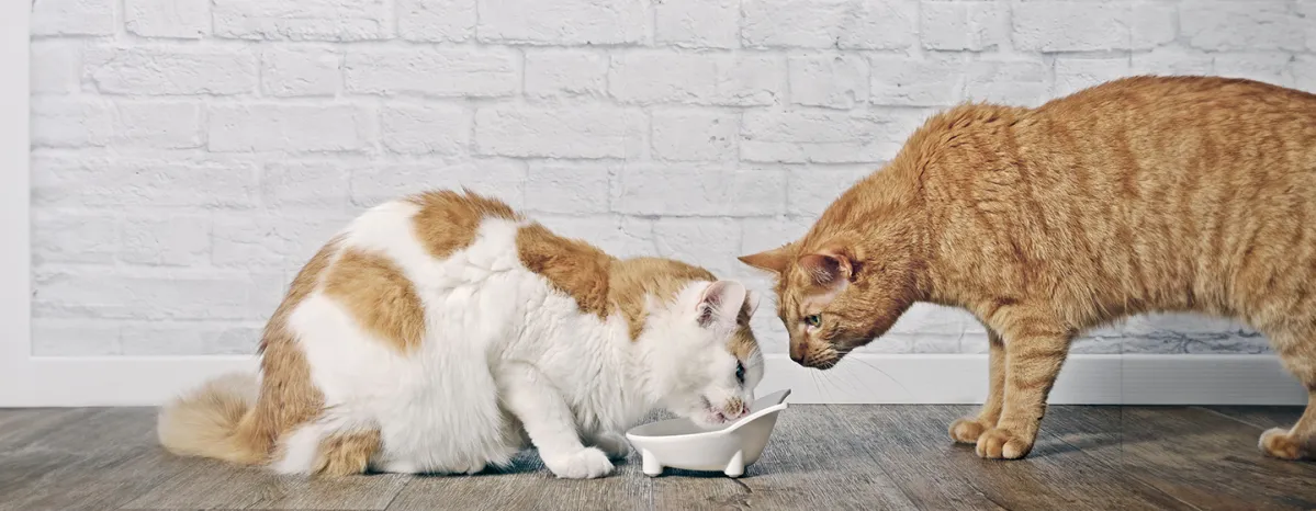 Choosing Cats' Food