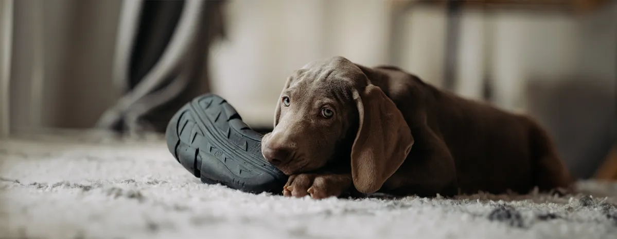 Destructive Chewing