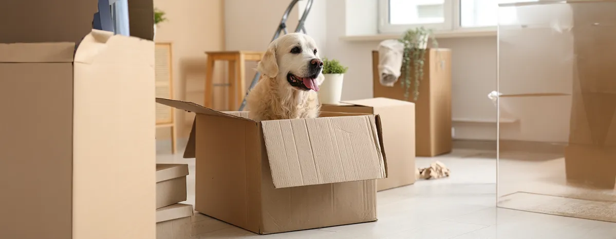 Dogs New House