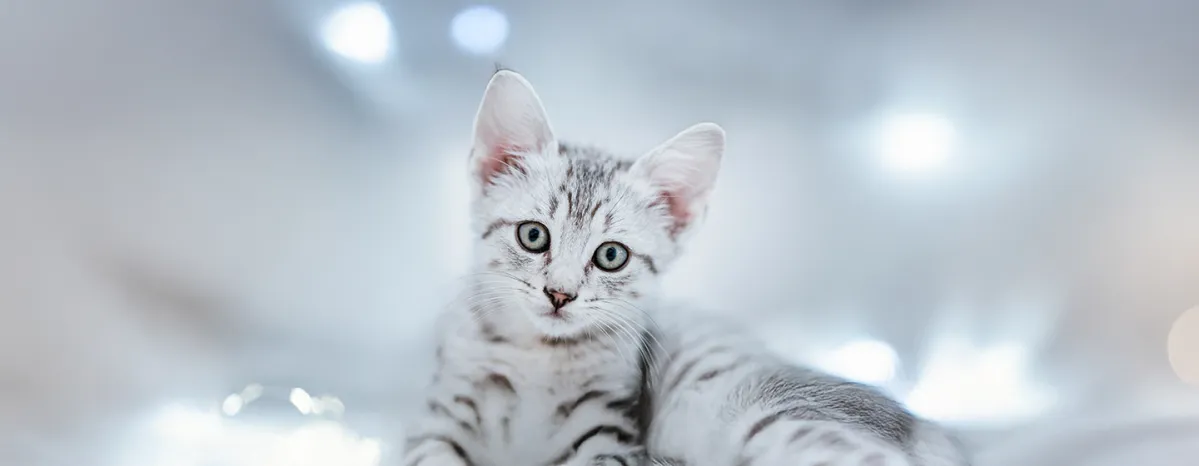 Eyes Problems in Cats