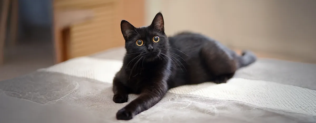 Facts About Cats