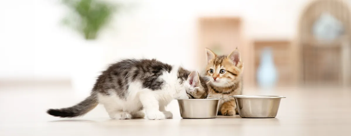 Feeding Cats and Kittens