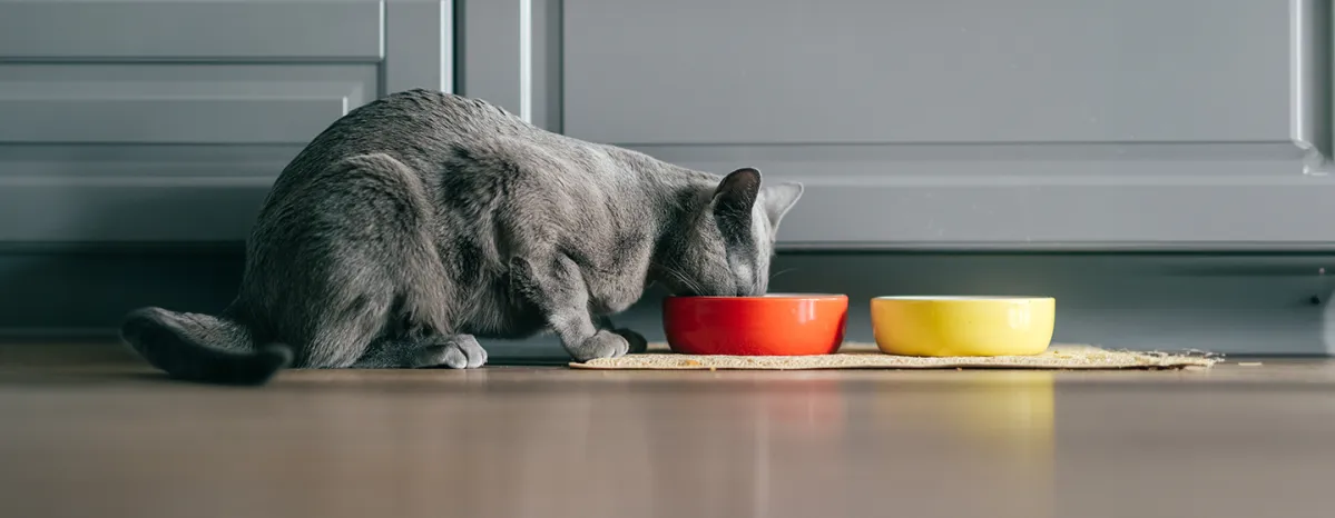 Healthy Cats