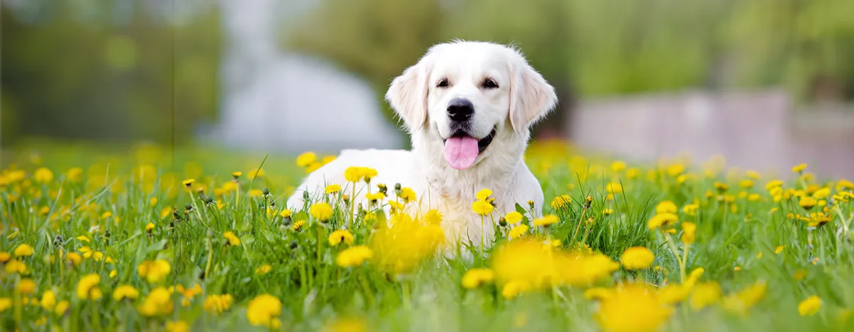 Healthy Dogs