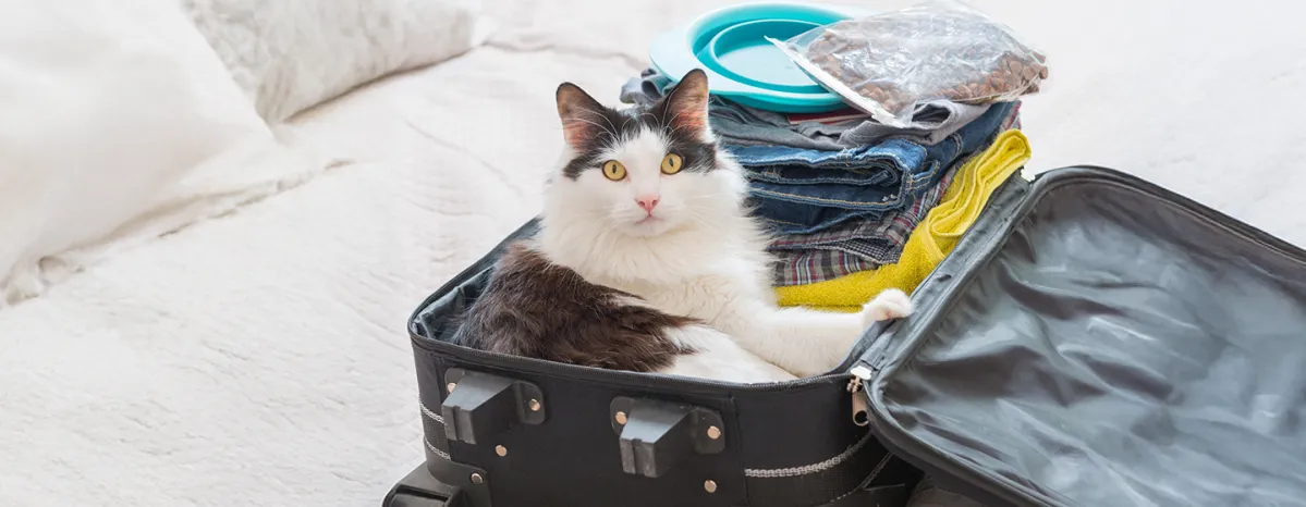 Holiday Place with Cats
