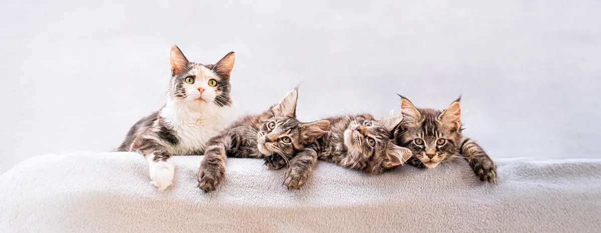 Kitten Behavior Development
