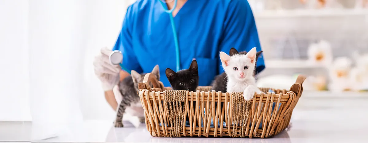 Kittens Diseases