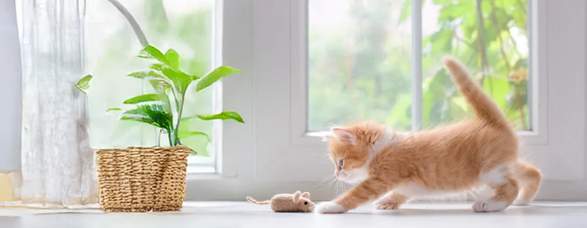 Kittens Healthy Care Tips