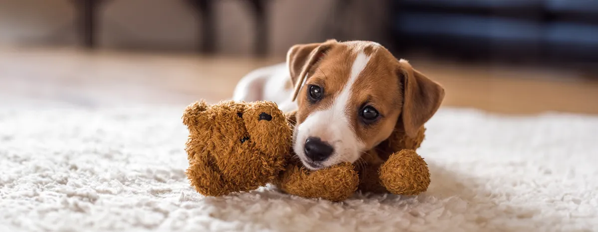 New Puppy Essentials.png