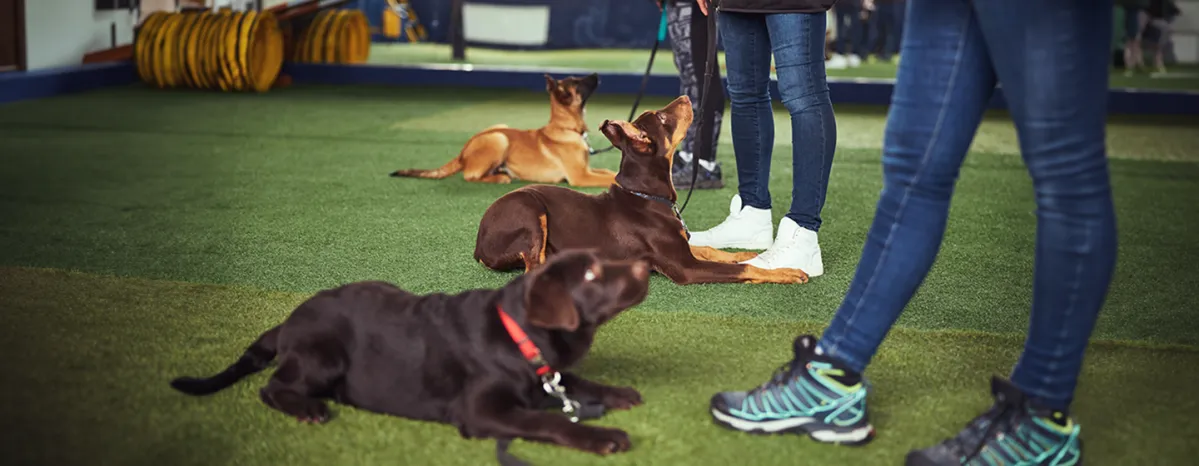 Obedience Training for Dogs