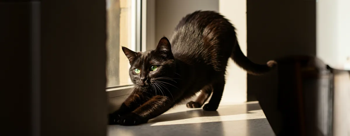 Pets Live Long Lives Tips
