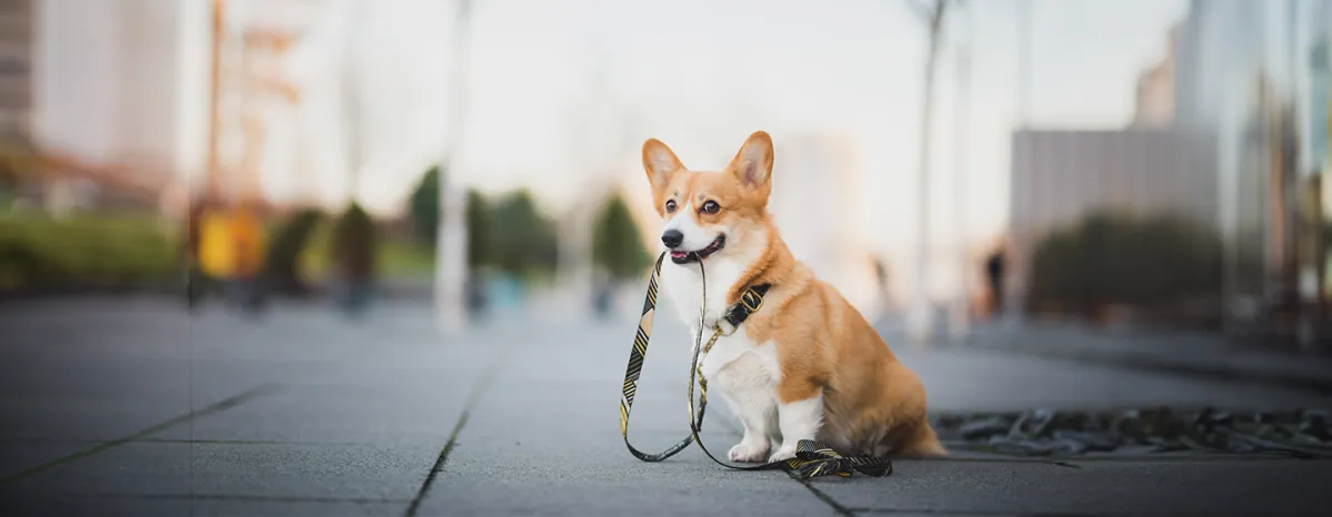 Protecting Dogs