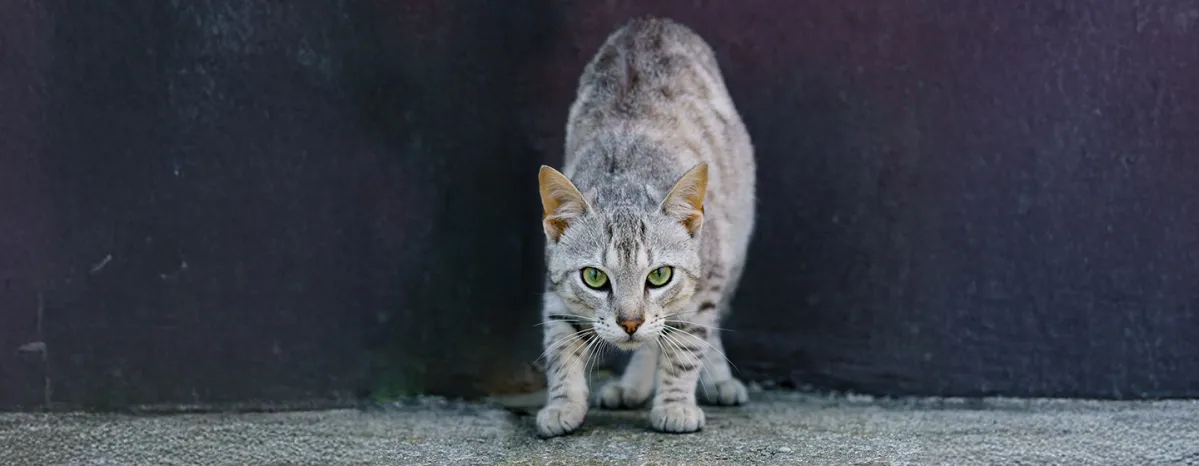 Rabies in Cats