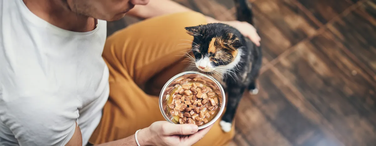 Refusing Cats Feeding Guide