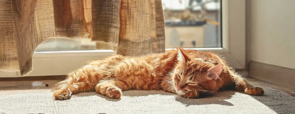 Skin Problems in Cats