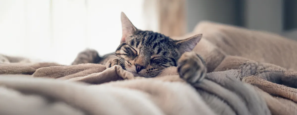 Sleep Habits