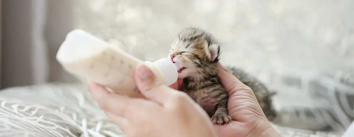Take Care of an Orphaned Kitten